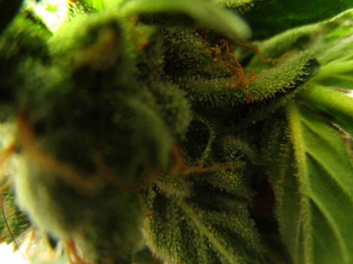 Close bud 001