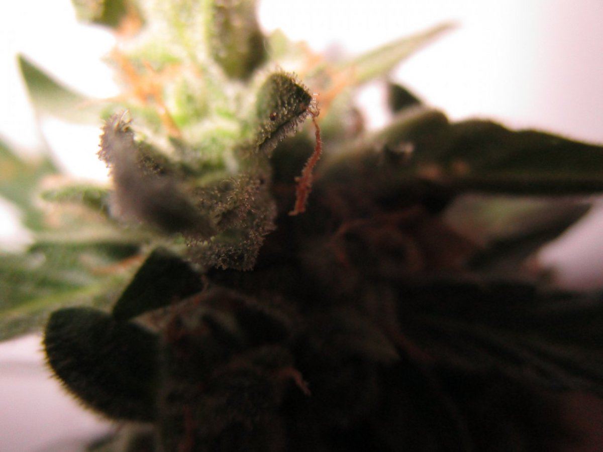 Close bud 004