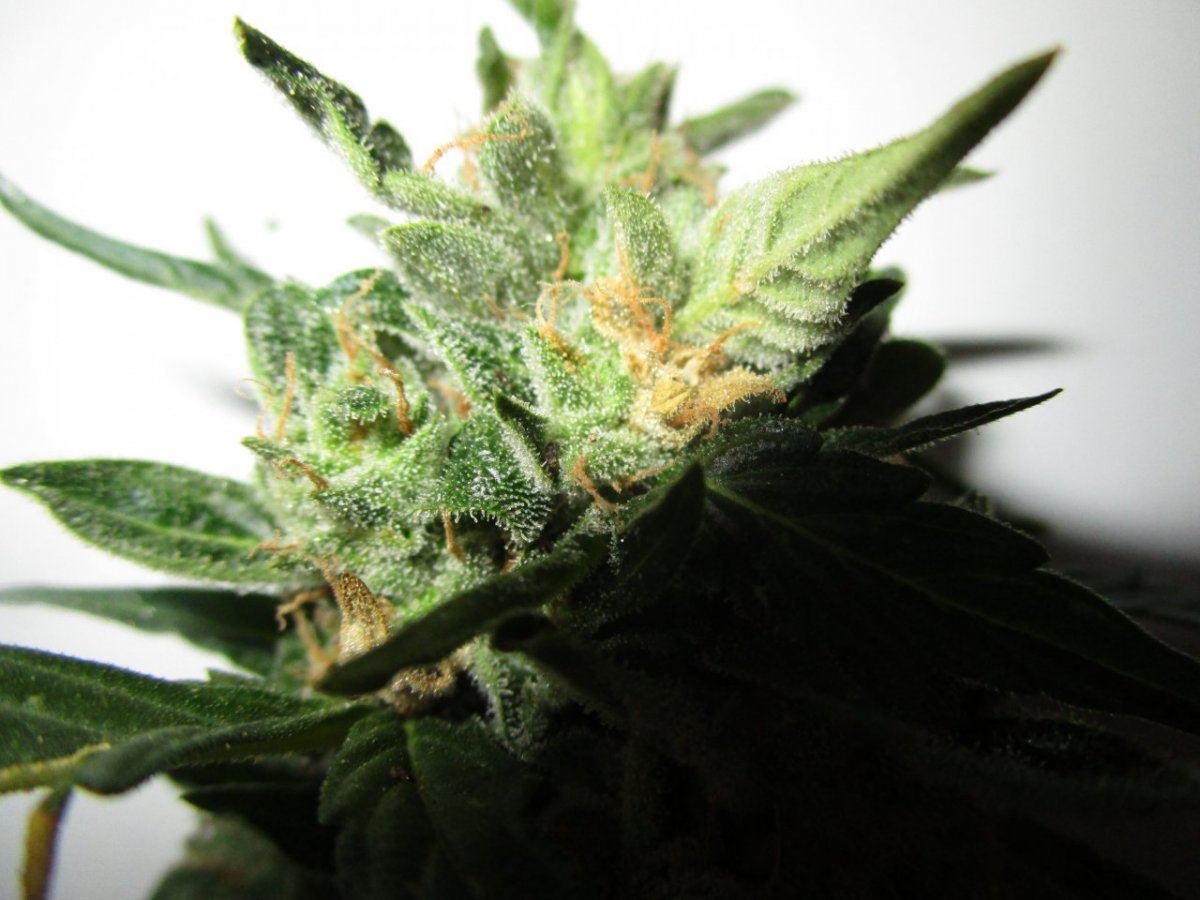 Close bud 005
