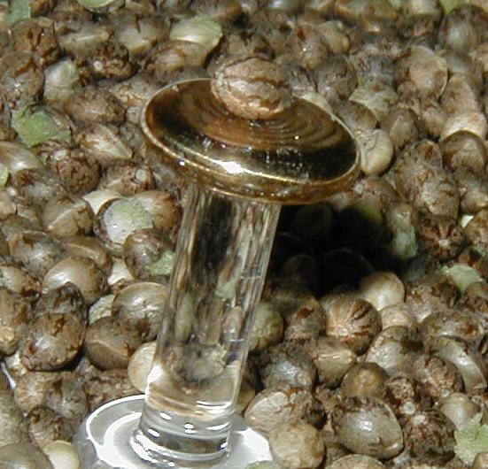Close display seed