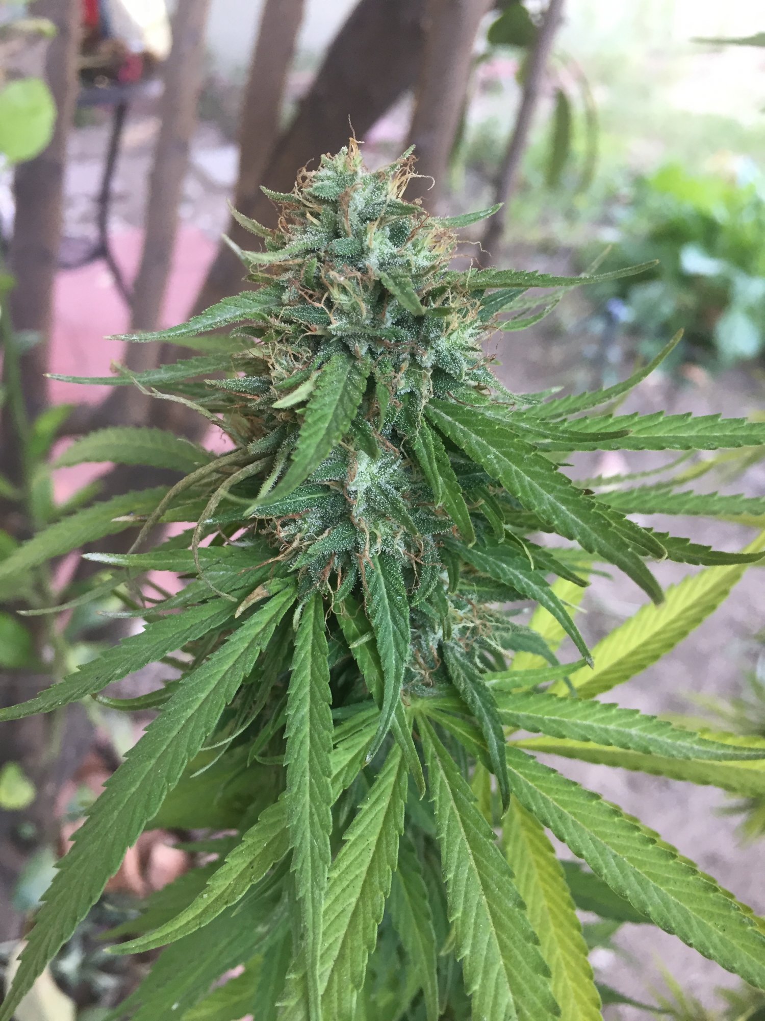 Close to harvest with some caterpillar damage 3