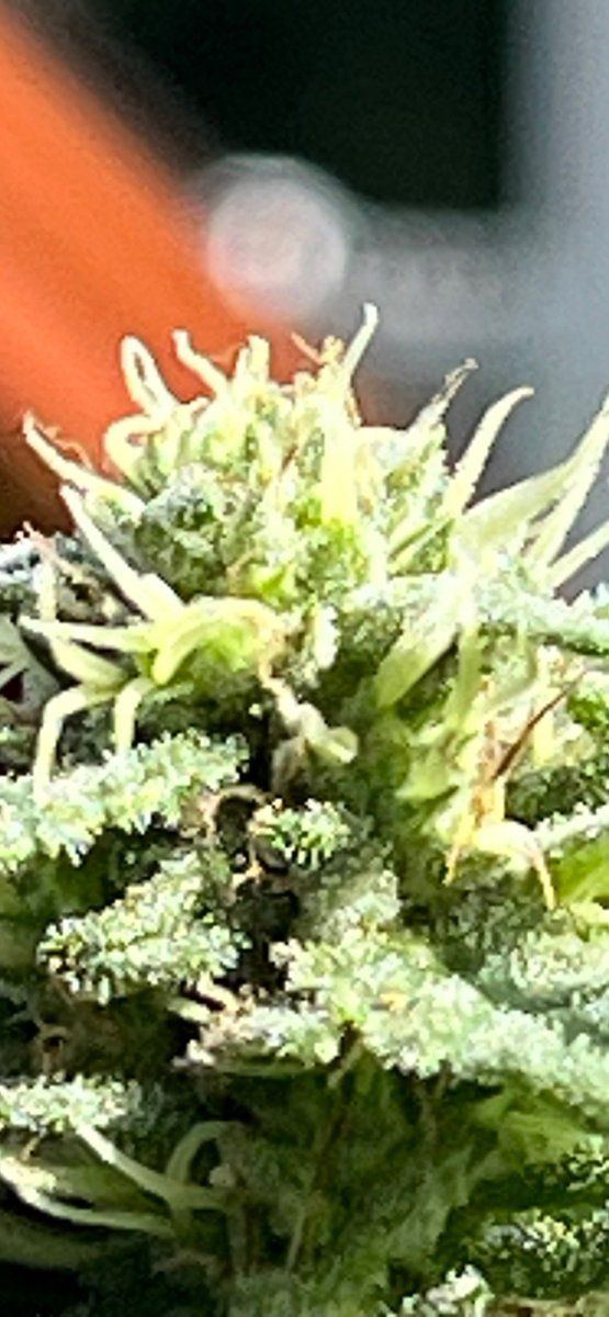 Close Up Bud 09 02a