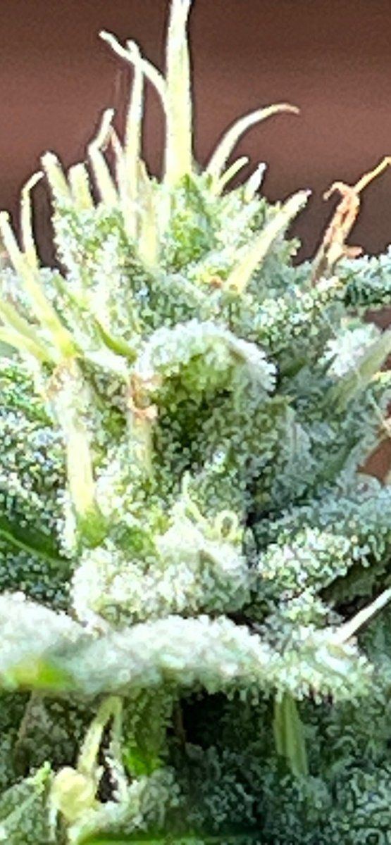 Close Up Bud 09 02b