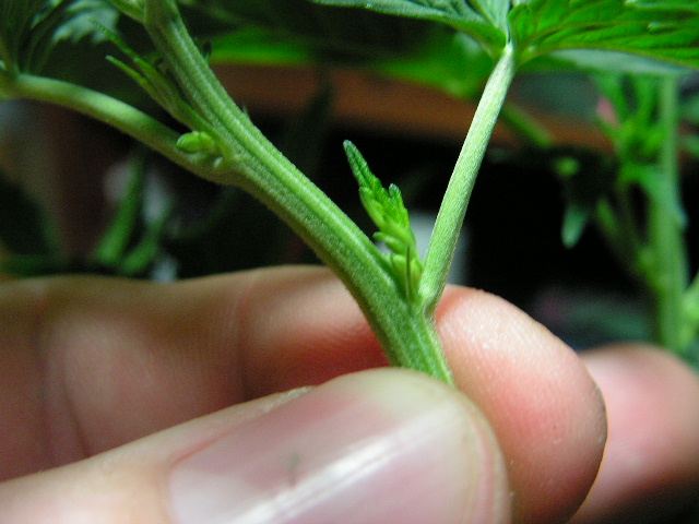 CLOSE UP ND D 7 F