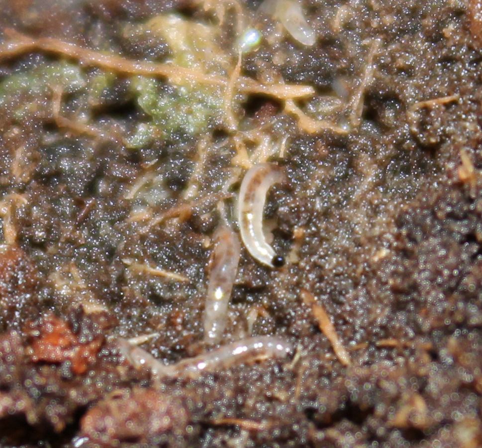 Close up pic of root aphid and fungus gnat larvaehelp 2