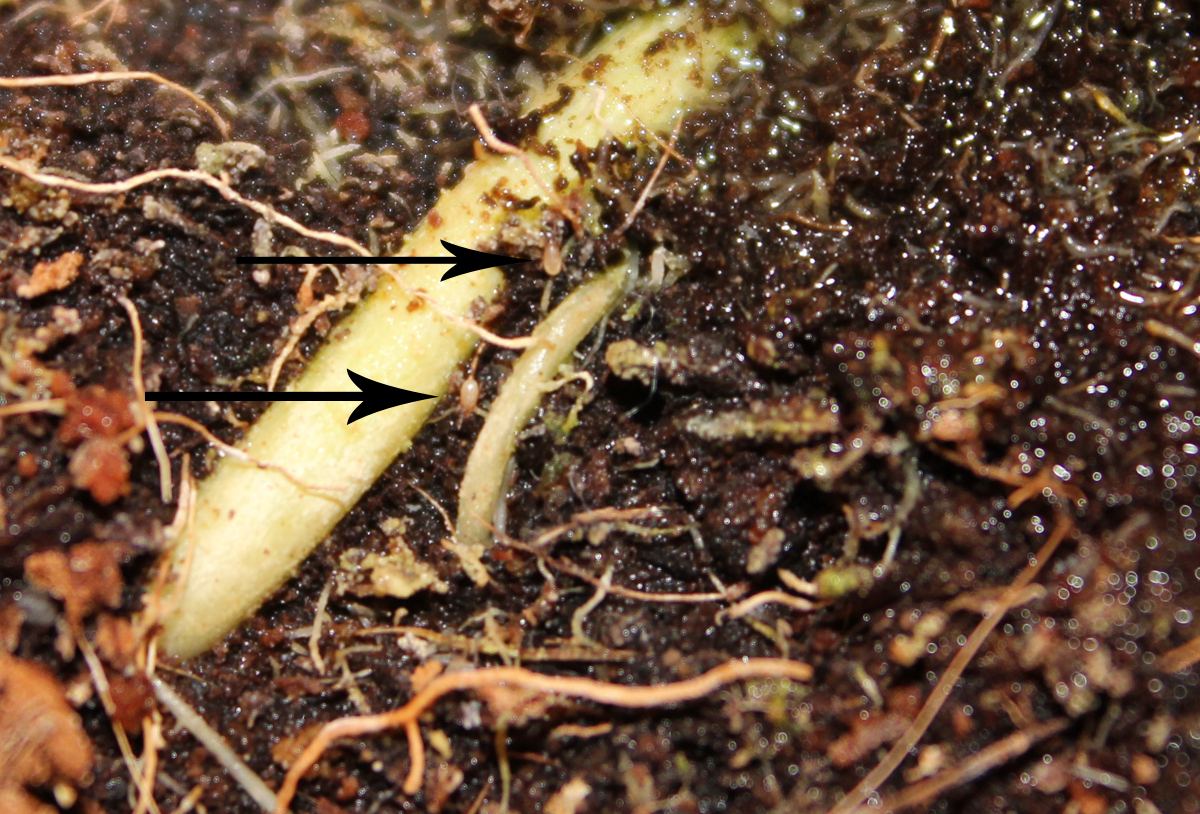 Close up pic of root aphid and fungus gnat larvaehelp 4