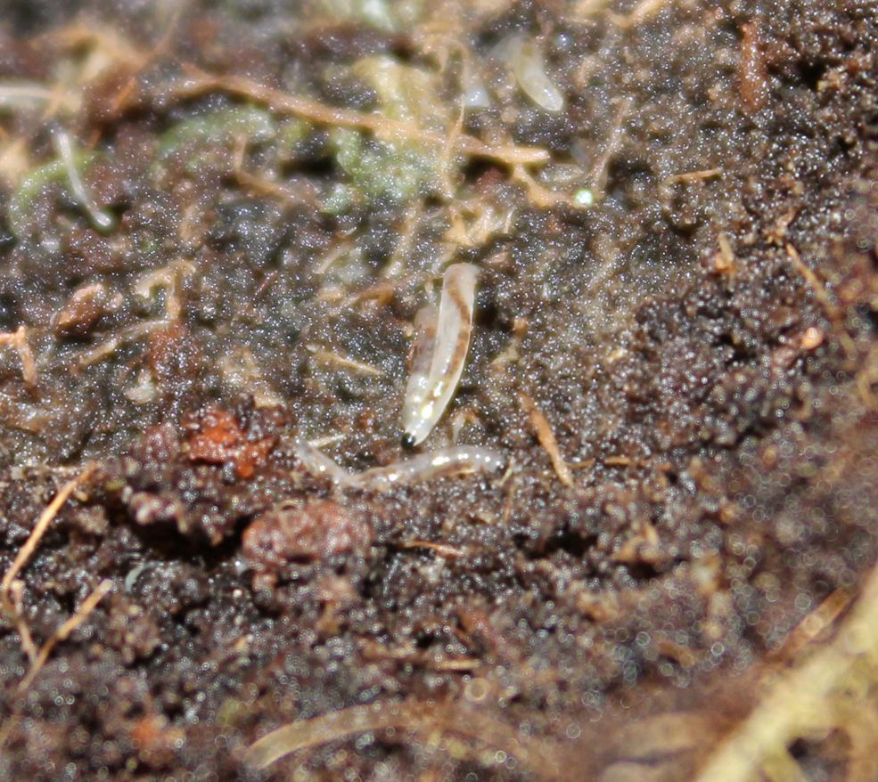 Close up pic of root aphid and fungus gnat larvaehelp