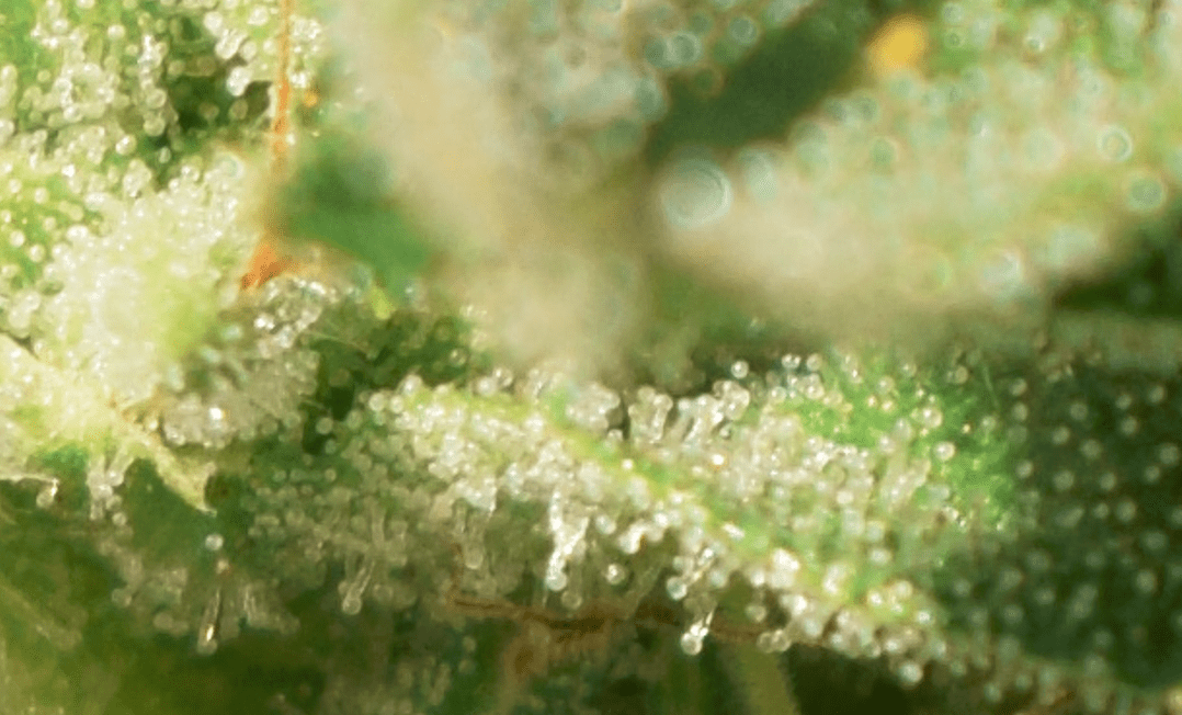 Close up tric and pist 1