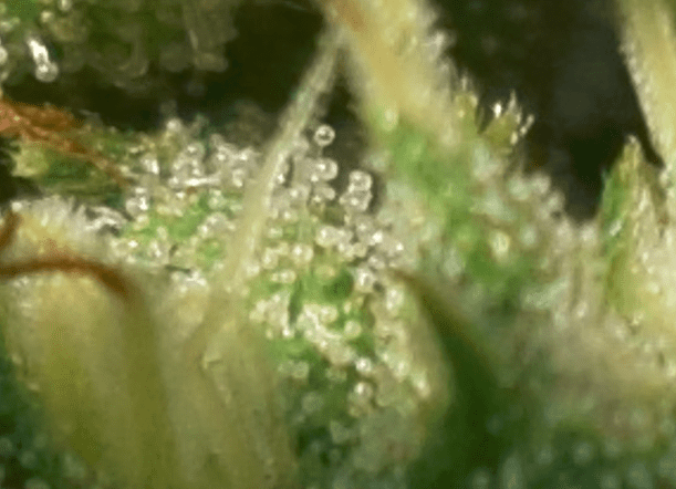 Close up tric and pist 3