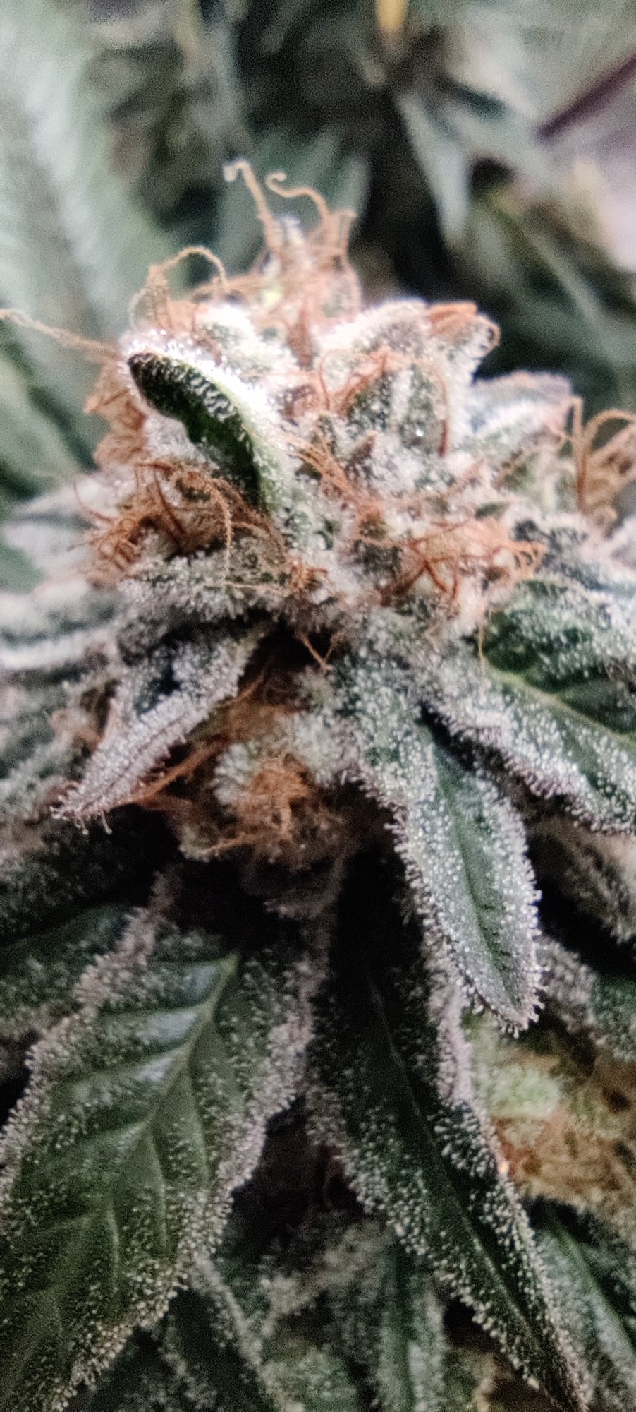 CloseBud