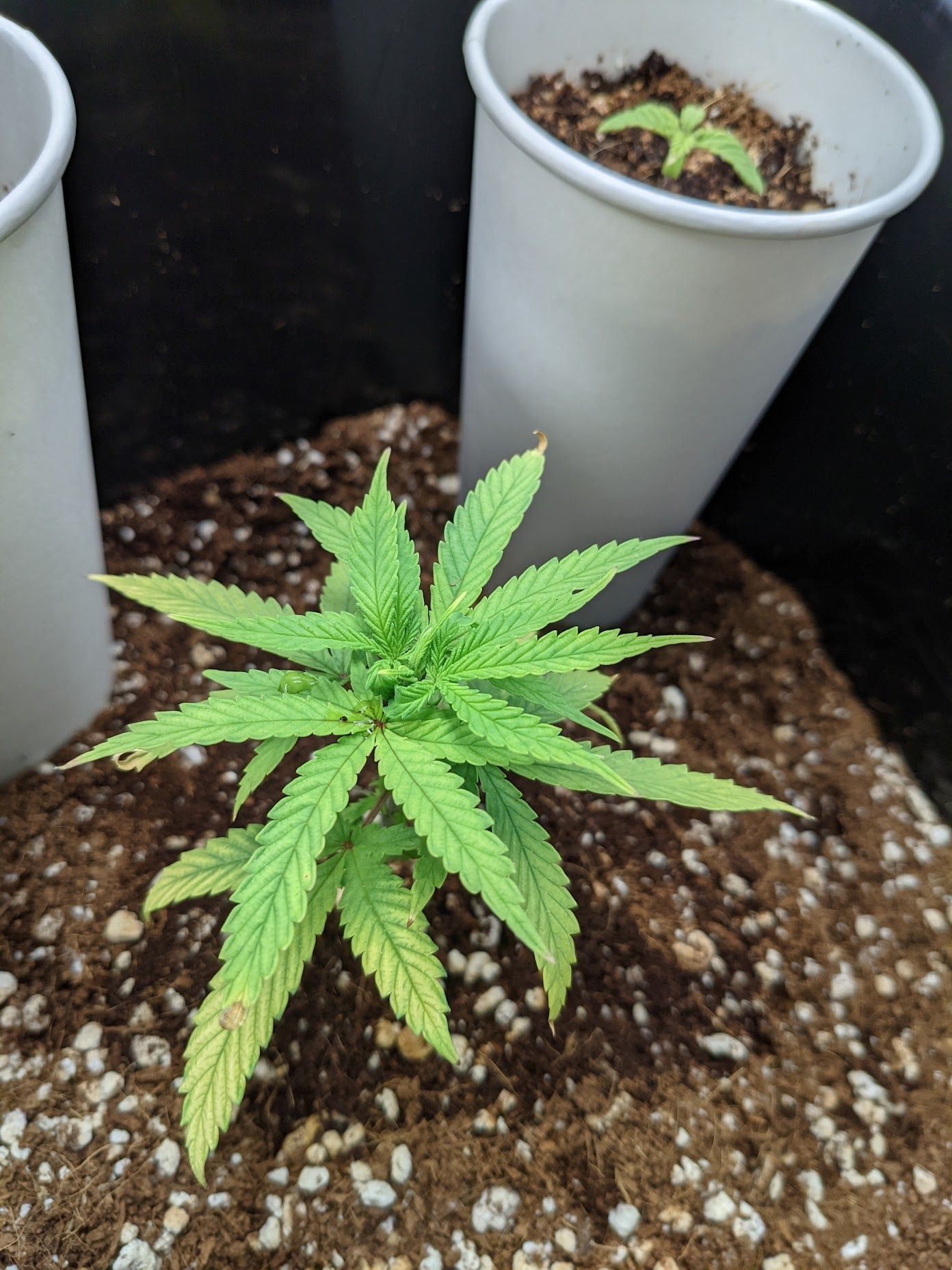 Closeup plant recovering