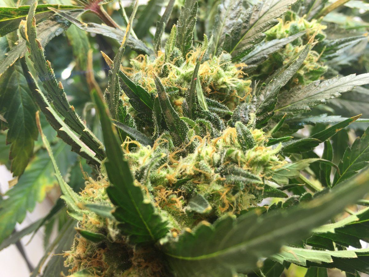 Closeup1