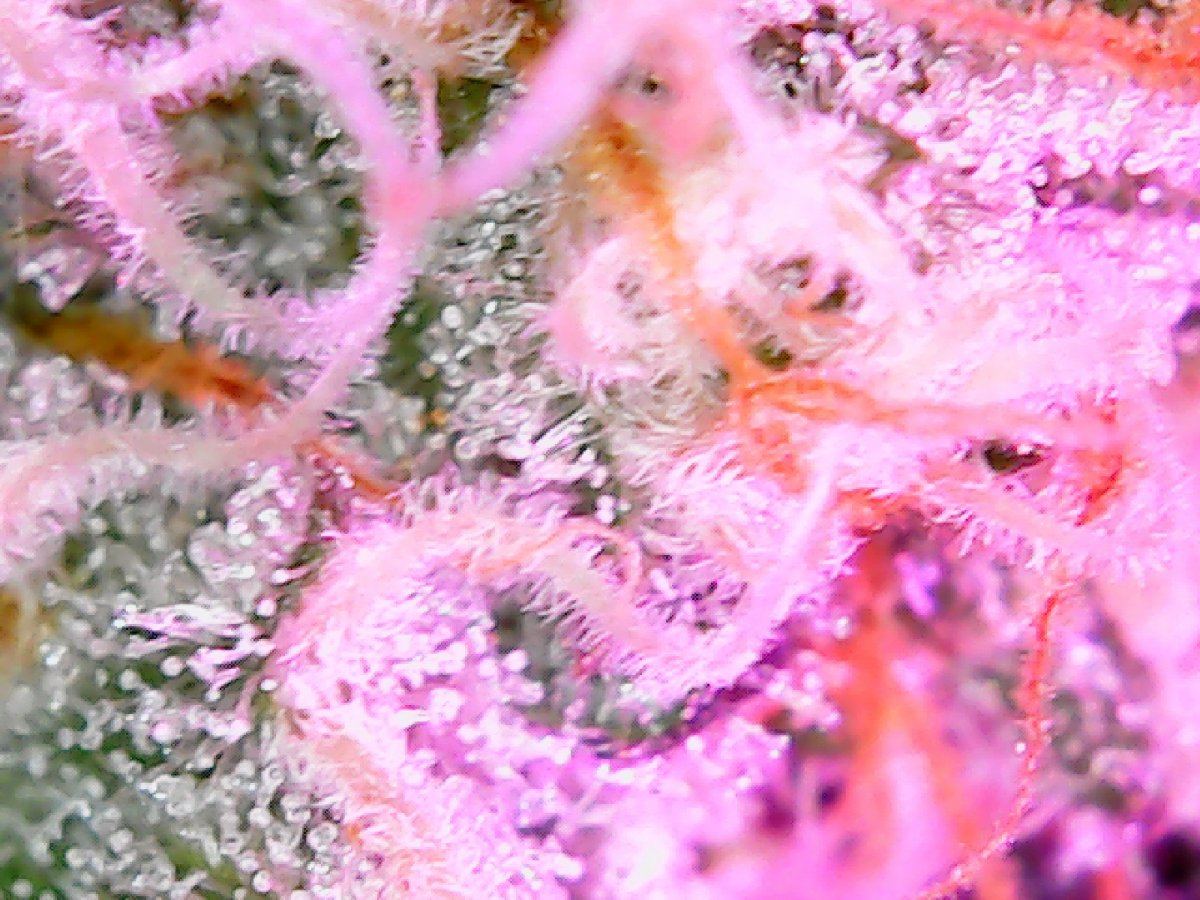 Closeup1