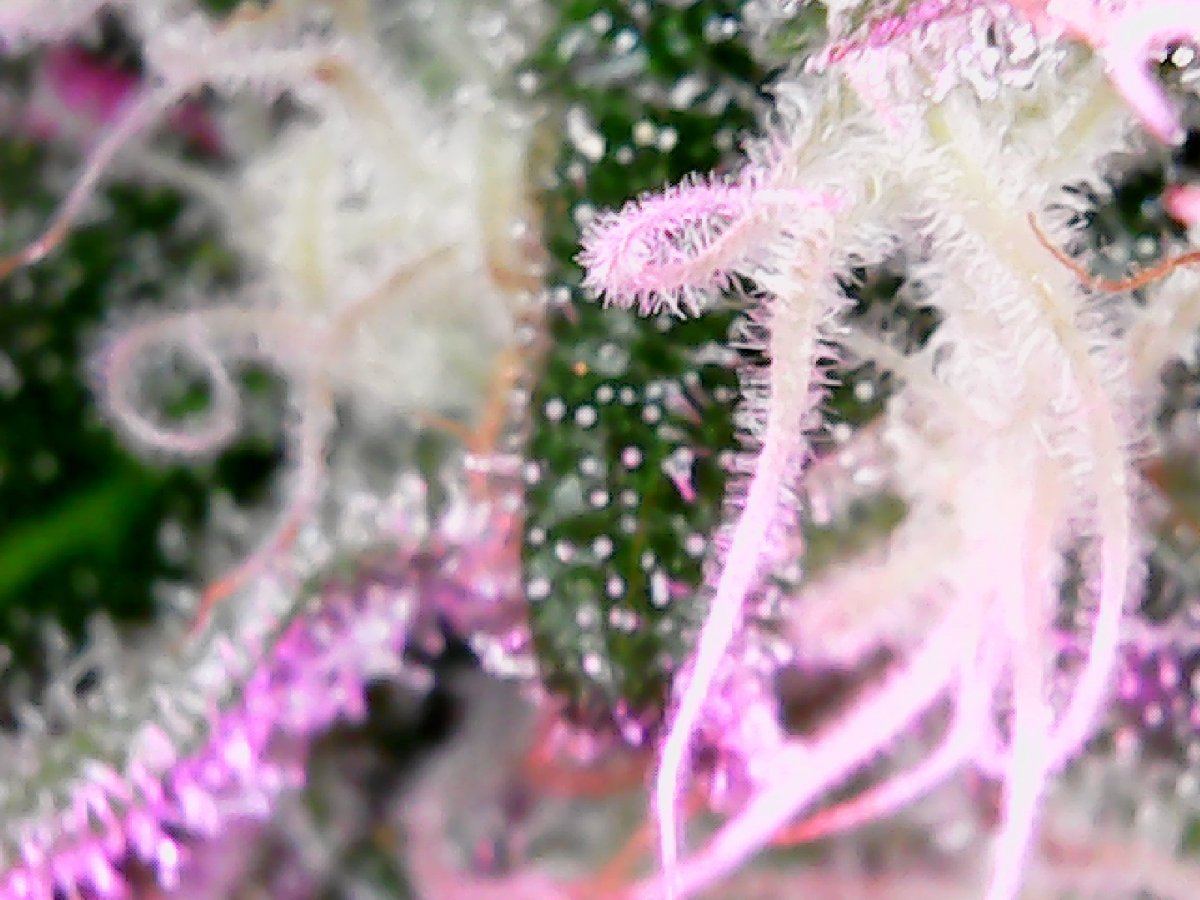 Closeup2
