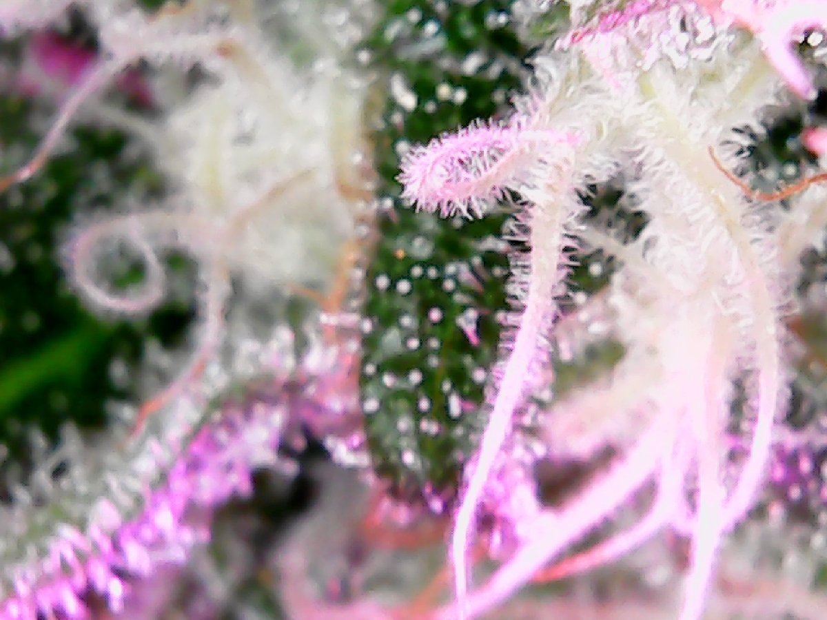 Closeup2