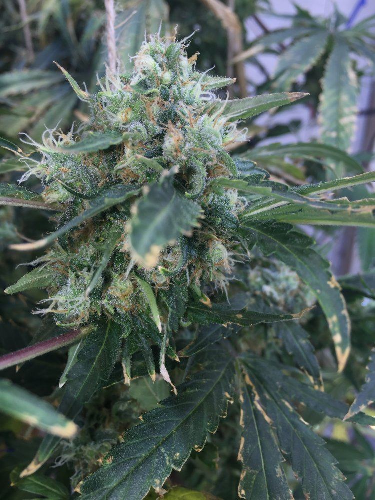 Closeup3