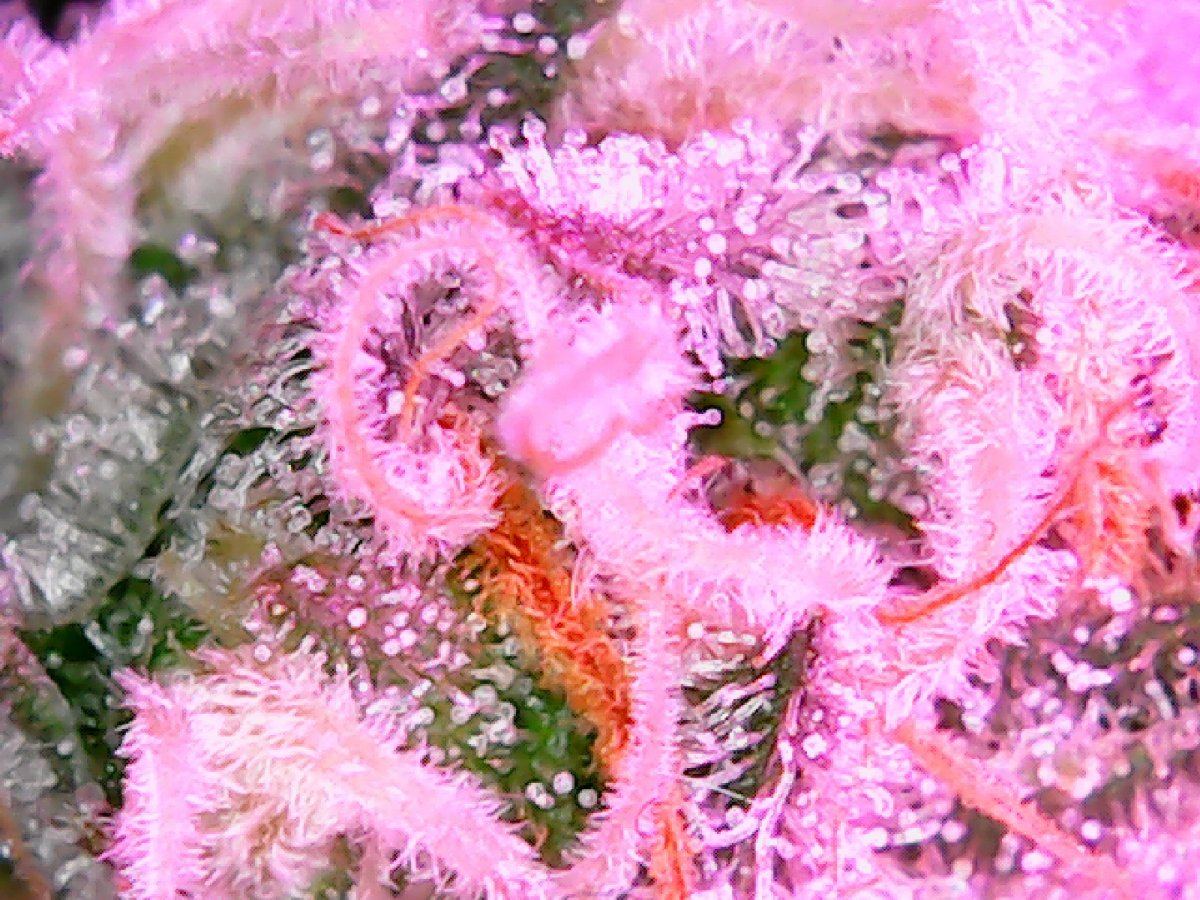 Closeup3