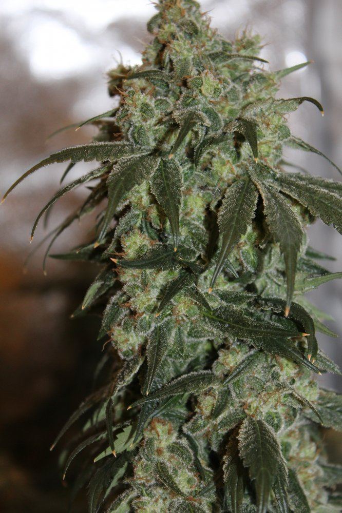 CloseupBud