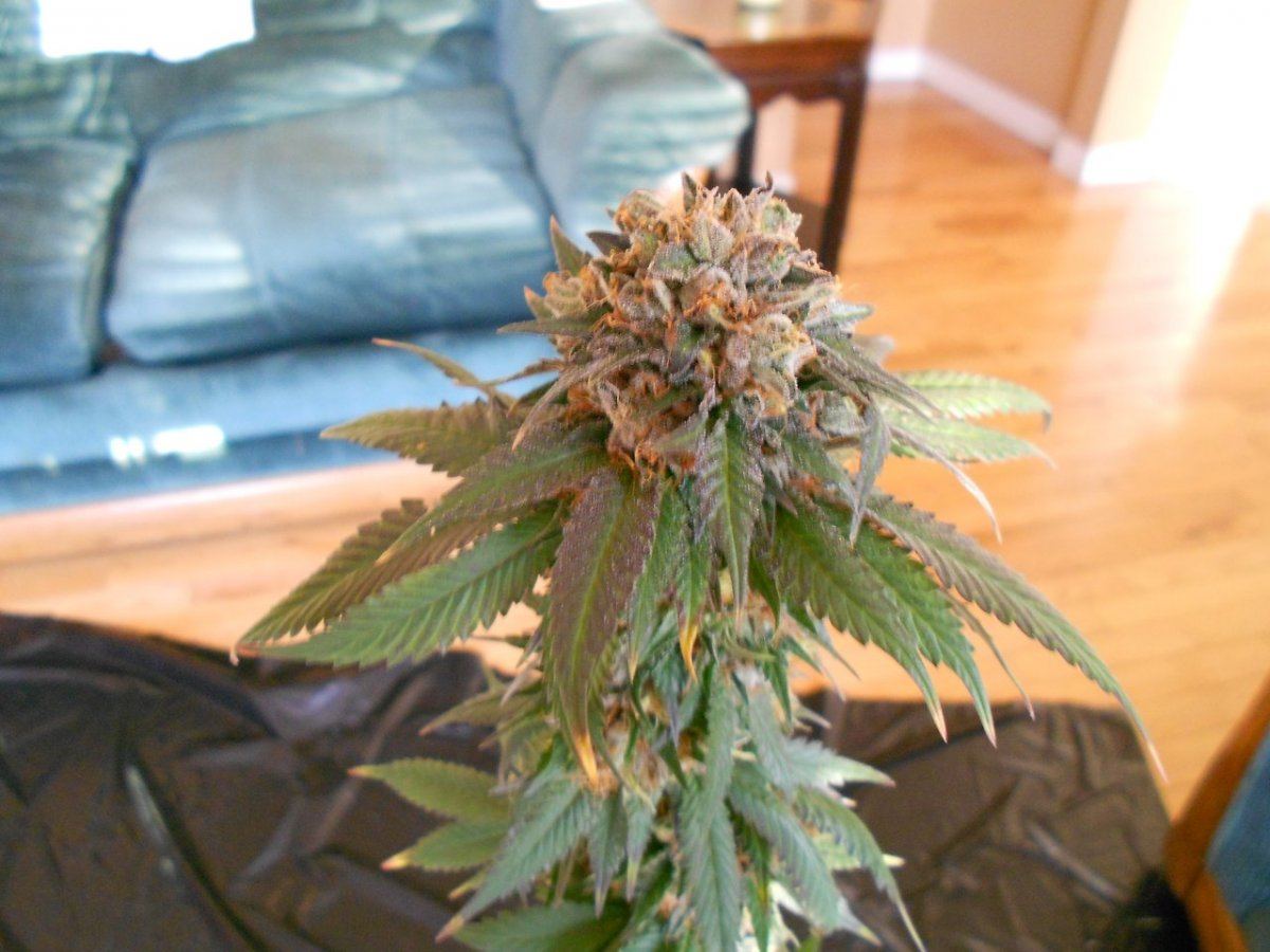 Closeupbudmay6
