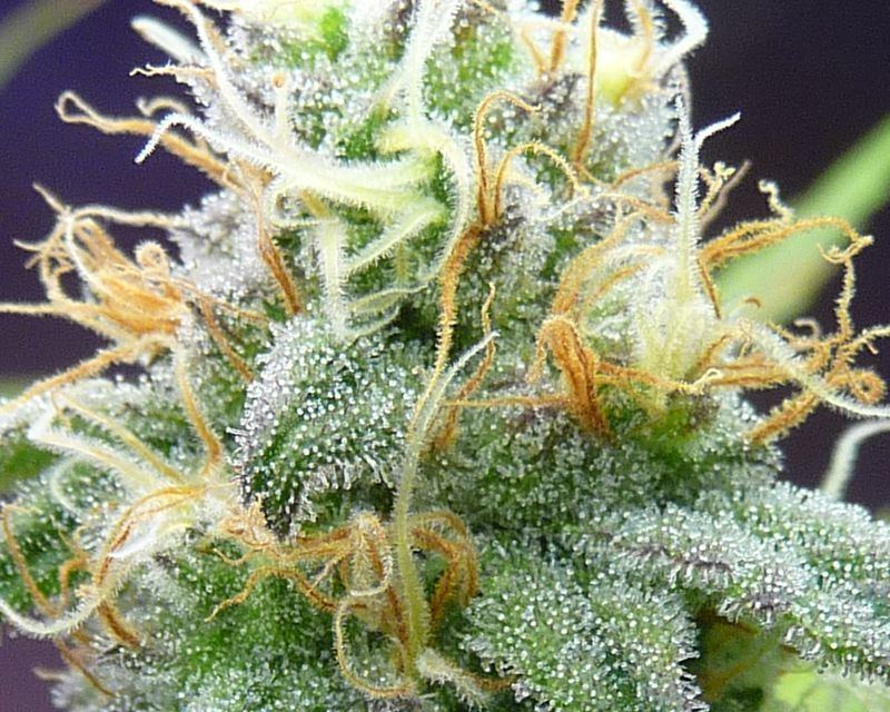 www.thcfarmer.com