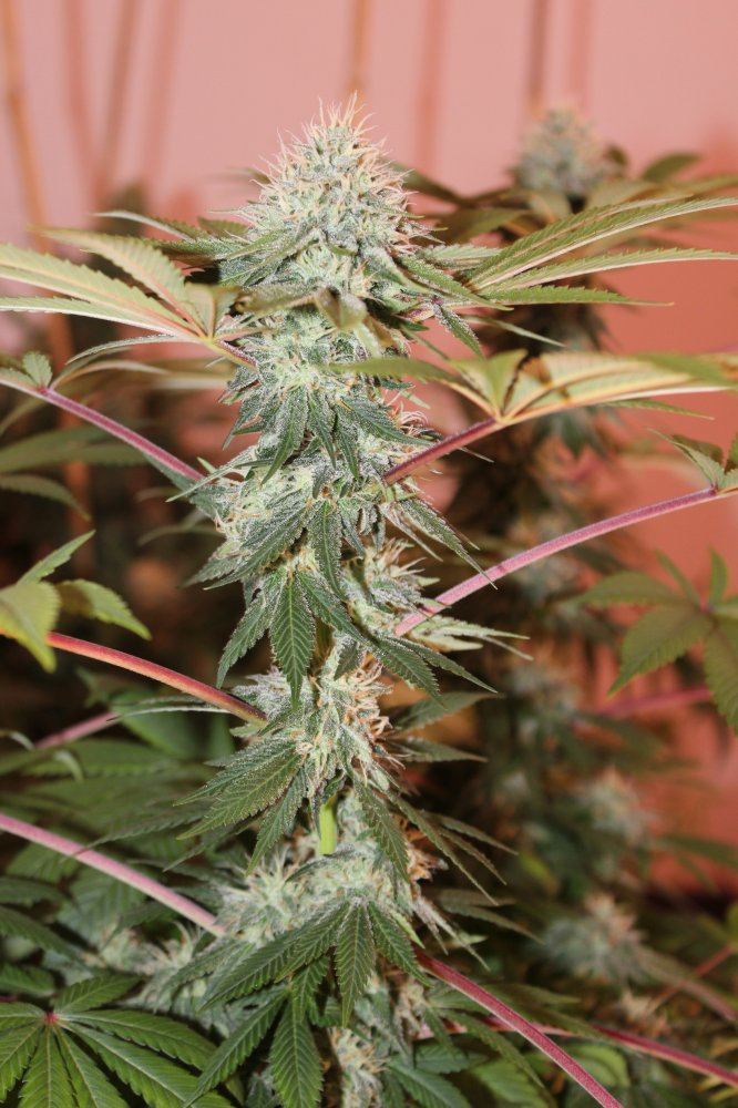 Clusterfunk cola