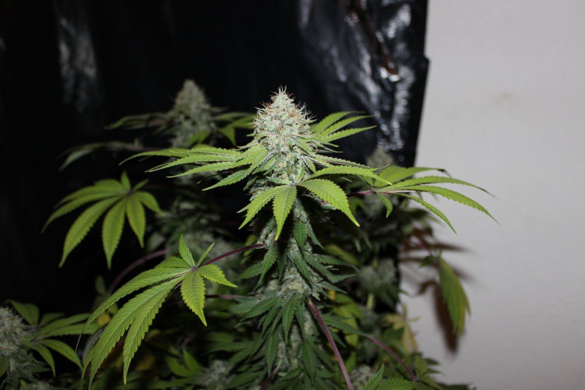 Clusterfunk late nug shot