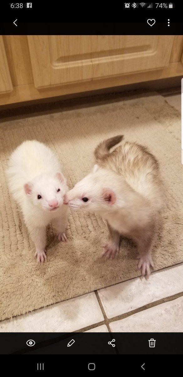 Clyde and Chloe