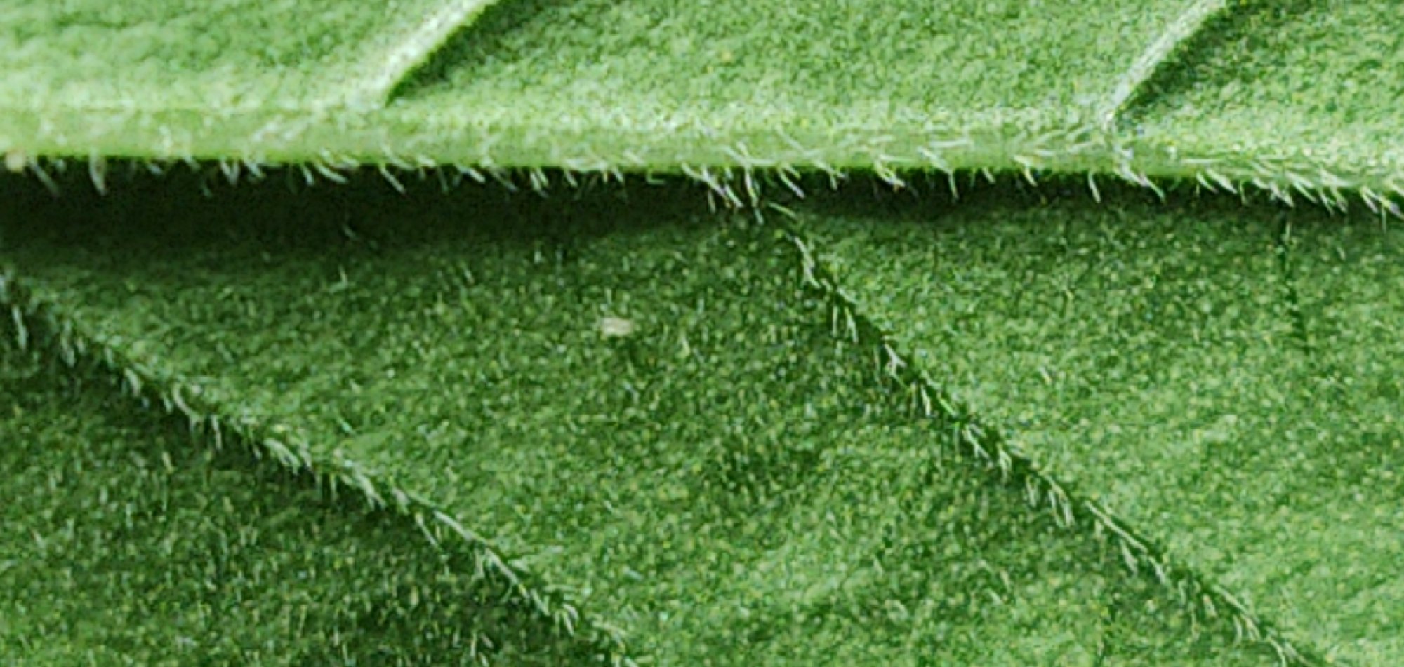 CM201027 191812005
