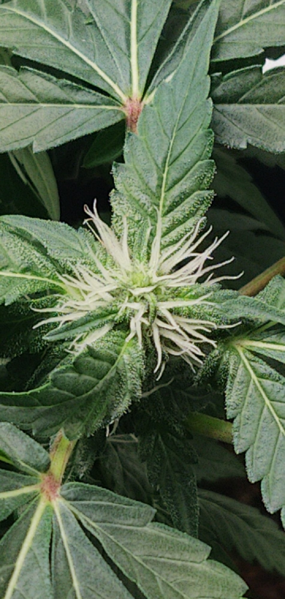 CM201214 112121001