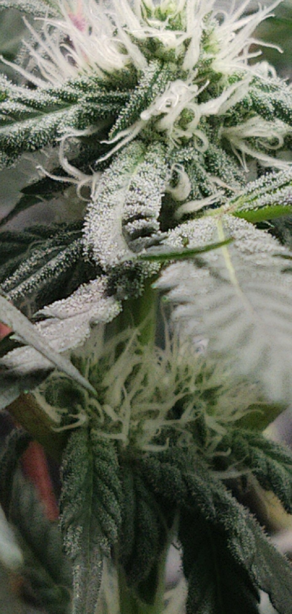 CM201217 191623003