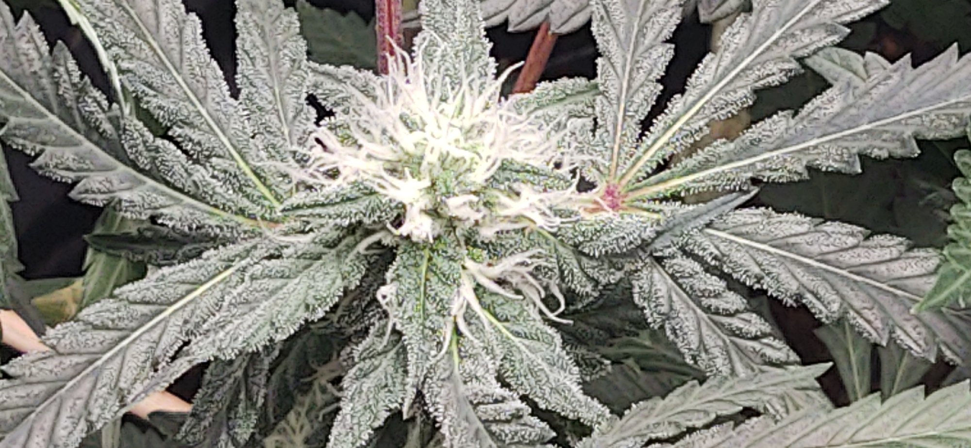 CM201220 205525006
