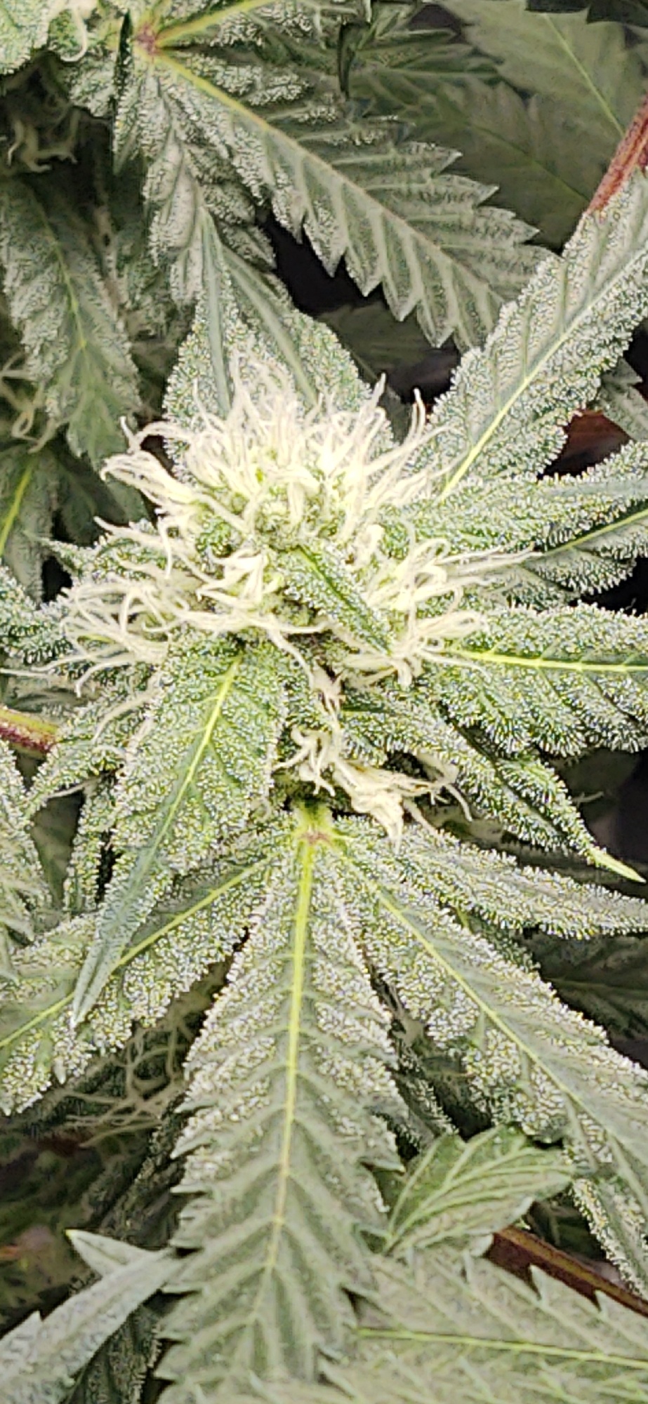 CM201221 200451004