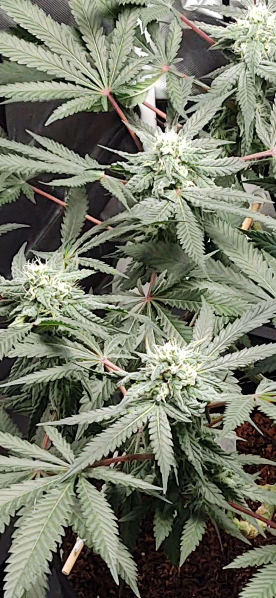 CM201224 204724004