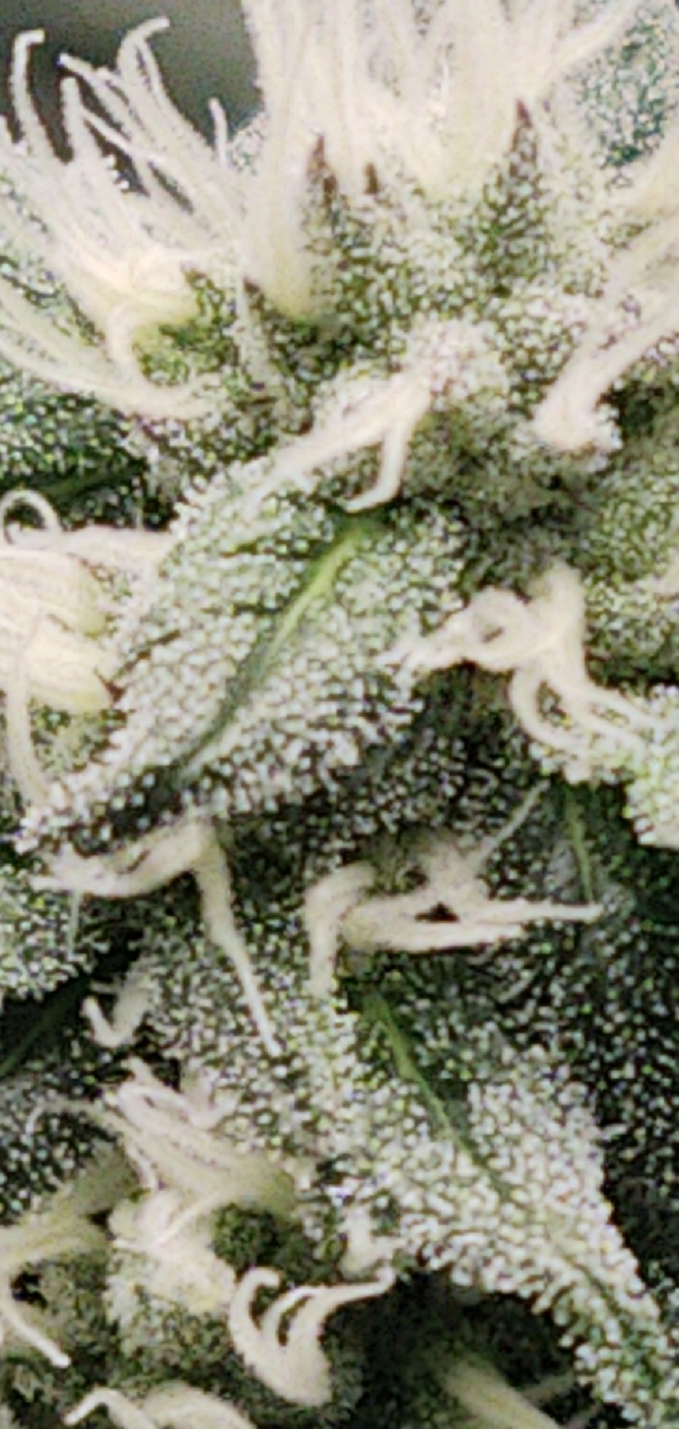 CM210709 214427002