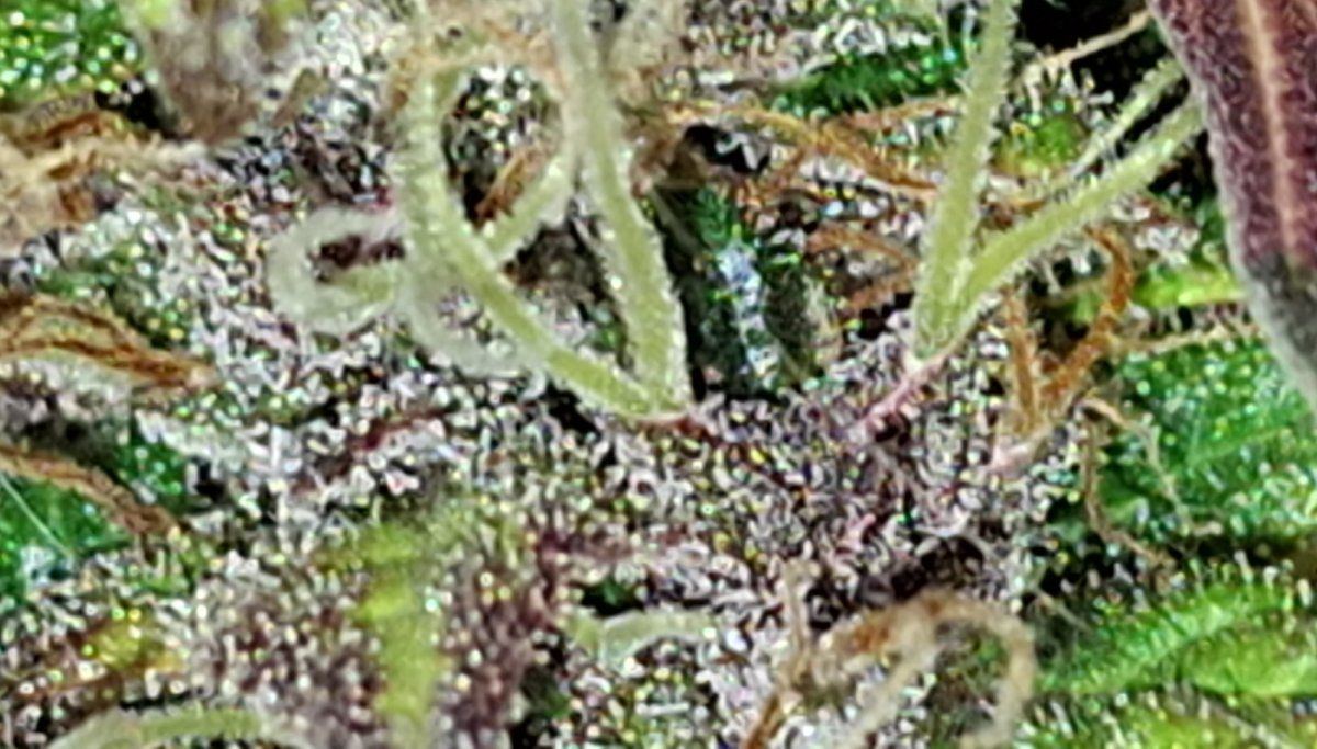 CM240713 120921025