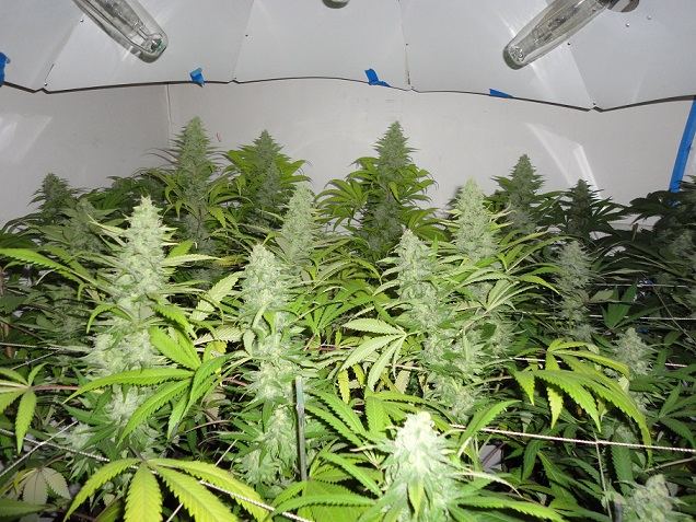 CMH Grow 2