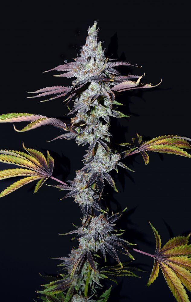 CMH2