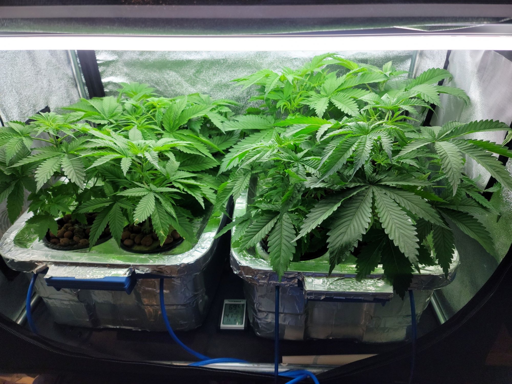 CN Day 29