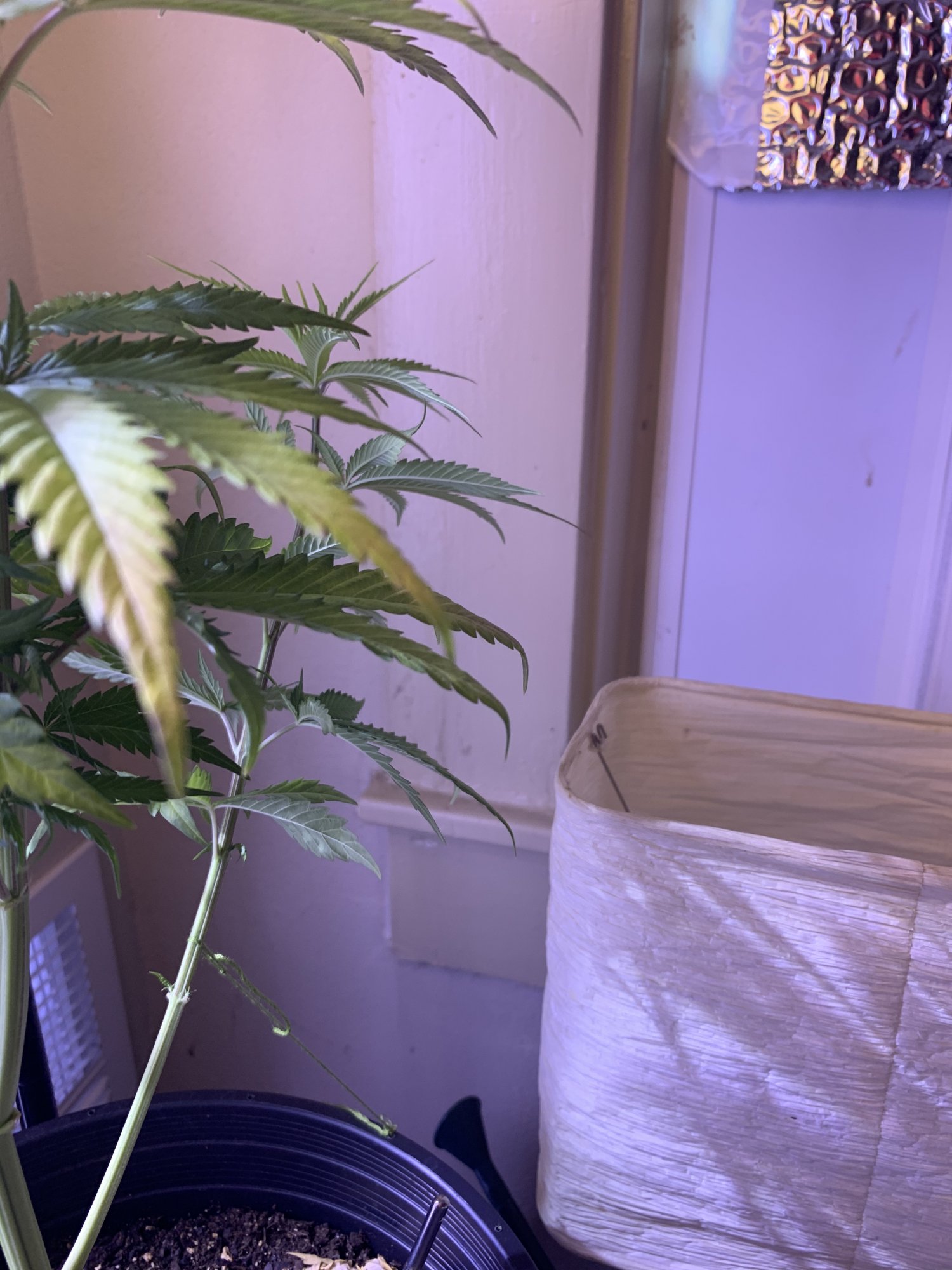 CnC Leaf Tips.jpeg