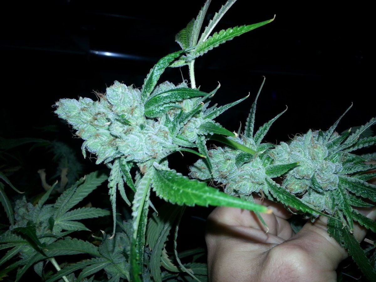 CoalCreekKush FF 1012