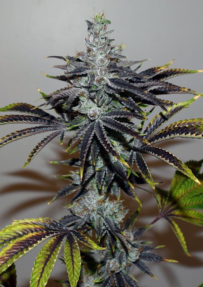 COB 2