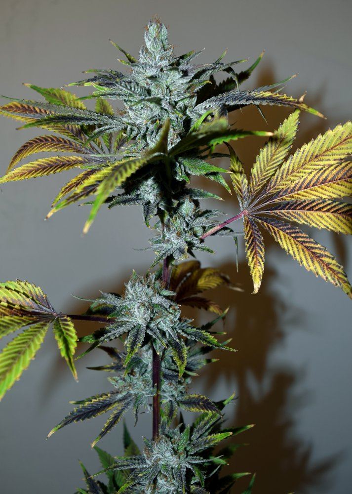 COB 3