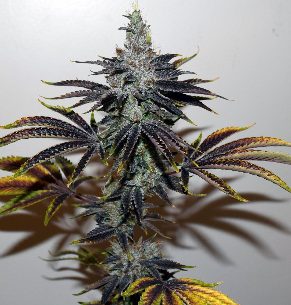 COB