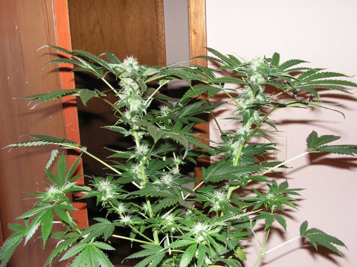 COCO 1