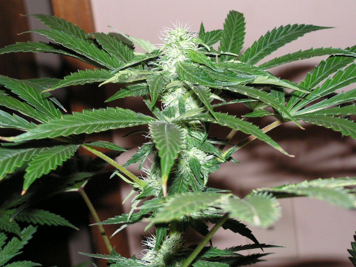 COCO 3