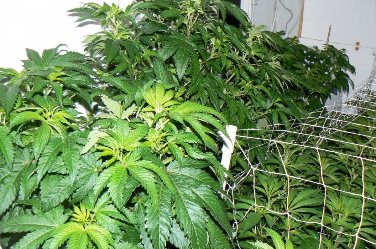 Coco beds  loco meds 3