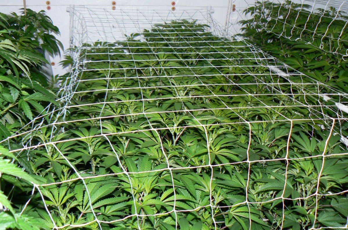 Coco beds  loco meds 4