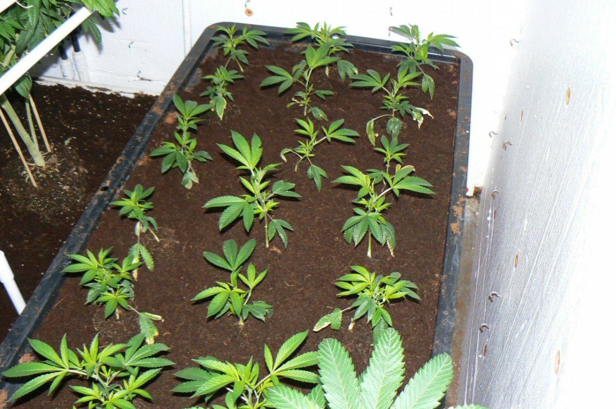 Coco beds  loco meds 5
