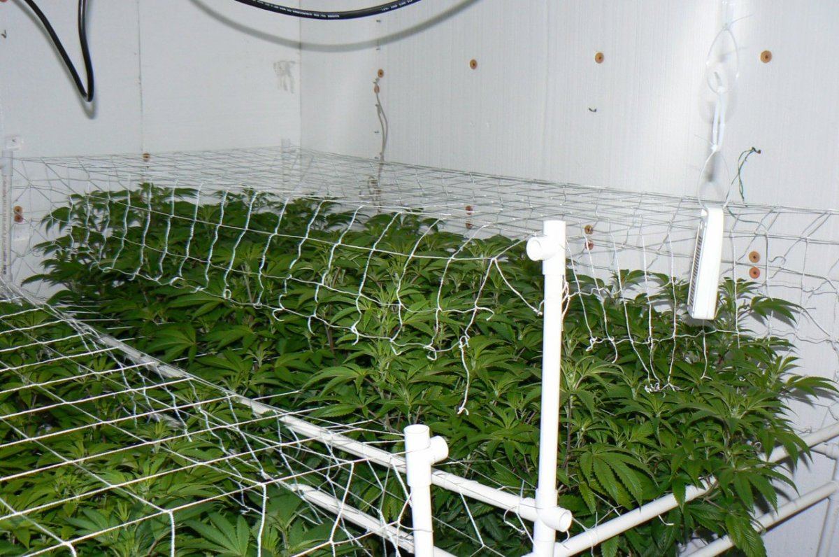 Coco beds  loco meds 6