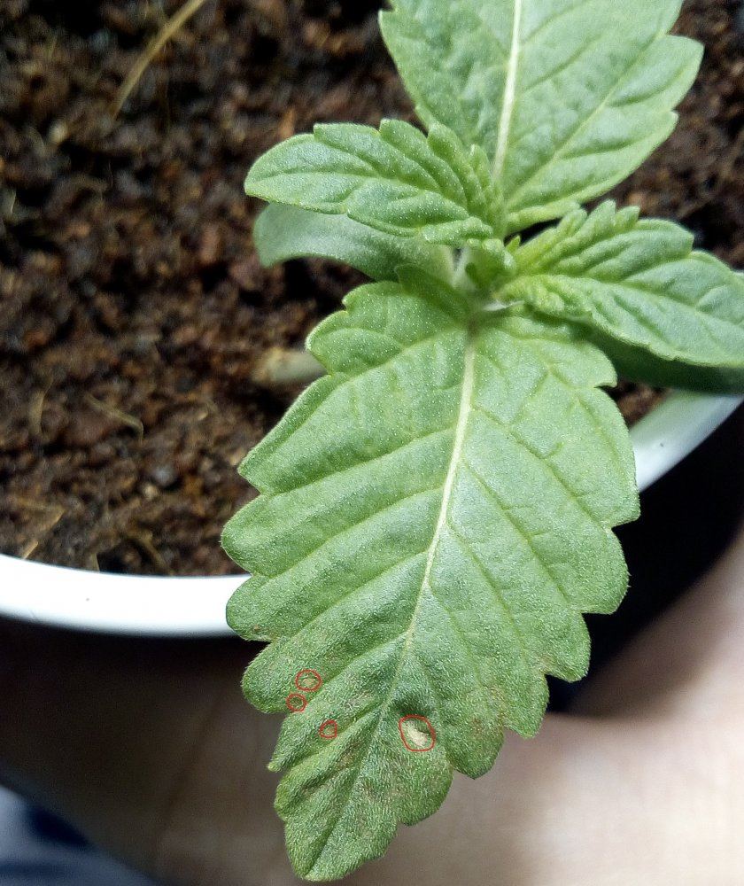 Coco coir new leaves yellowing and have brown spots